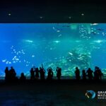 Acuario Mazatlan Mar Cortes 1