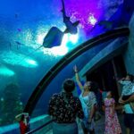 Acuario Mazatlan Mar Cortes 2